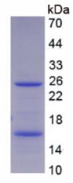 SDS-PAGE (CEACAM5-733H).jpg